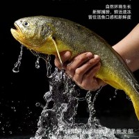 新鮮大黃魚鮮活冰鮮真空裝大黃魚凍貨海鮮水產黃魚批發商用